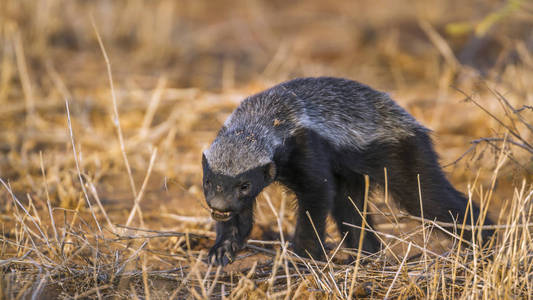 蜜獾在南非克鲁格国家公园图片
