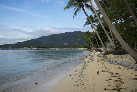 海滩上的棕榈树, 苏梅岛, 素叻尼省, 泰国