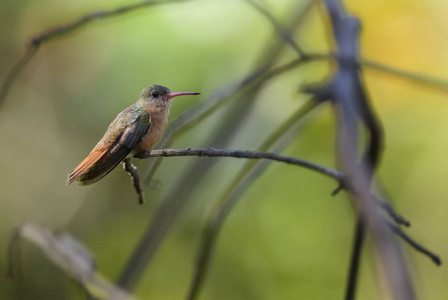 肉桂蜂鸟Amazilia rutila, 美丽的彩色蜂鸟从中美洲森林, 哥斯达黎加