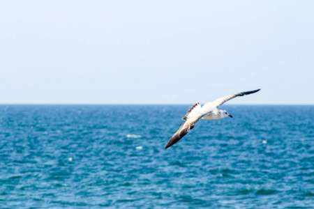海鸥吃鱼使用不同的背景鸟 becom