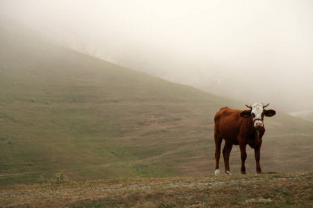 大雾山和放牧牛图片