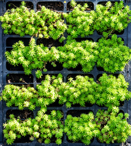 挂园绿化植物床图片