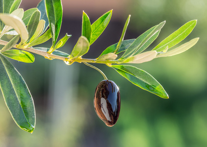 橄榄油滴从橄榄树的浆果。概念化图片