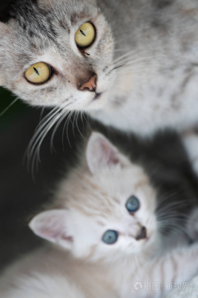美丽的灰色妈妈猫与可爱的小猫户外