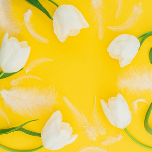 黄色背景上有嫩羽毛的白色郁金香照片