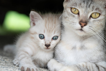 美丽的灰色妈妈猫与可爱的小猫户外