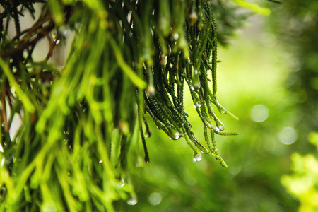 自然背景与针叶树的树枝。雨滴落在针上