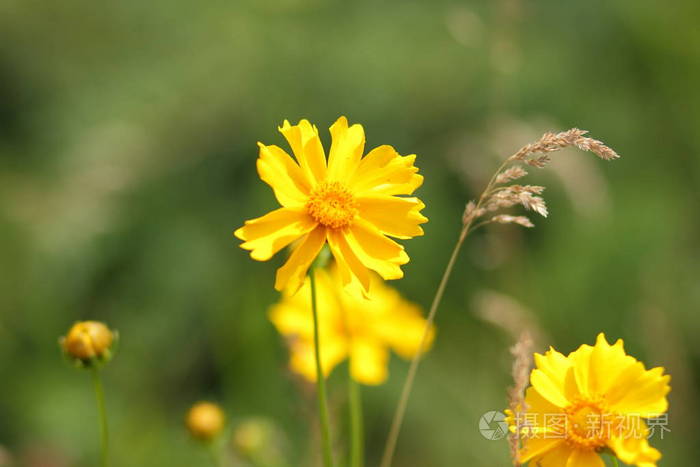 在花园里的黄花, 鲜艳的花朵在绿色的背景, 空白的设计师, 美丽的简约