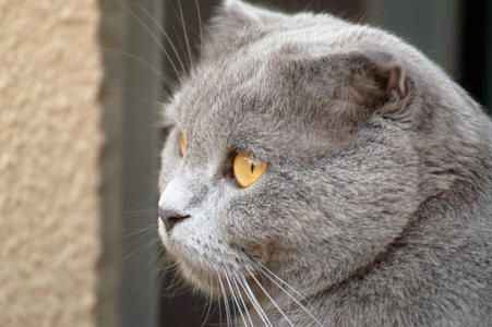 耳猫猫蓝色苏格兰折耳猫猫照片