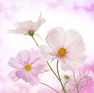 美丽的花朵上抽象的浅粉色背景