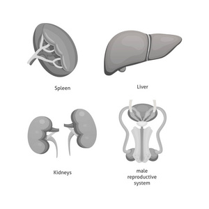 卡通人体器官集。身体解剖