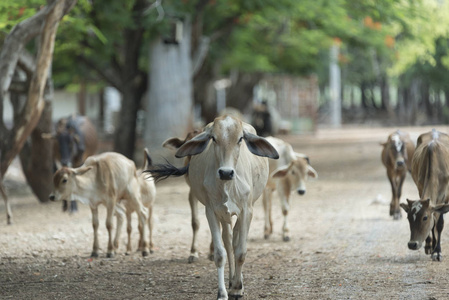 泰国当地农场的牛