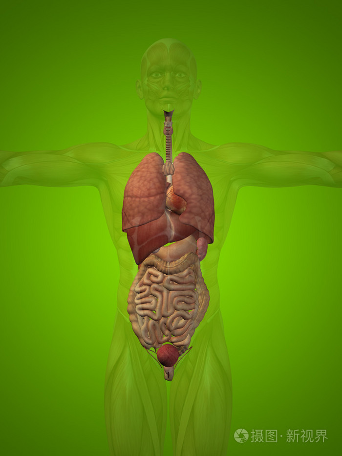人体结构与内部器官