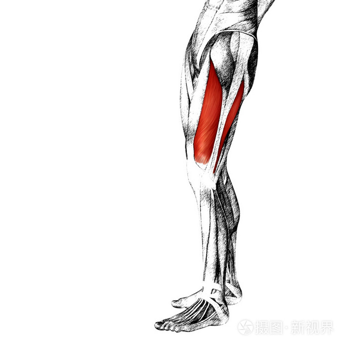 *2981px无水印下载免费10次/天下载小样发票合同问题/举报肌肉韧带