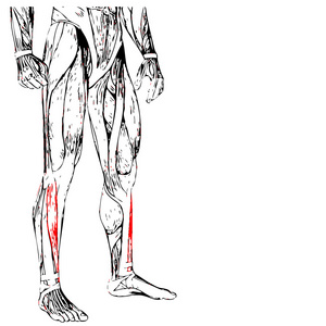 人类的下腿解剖