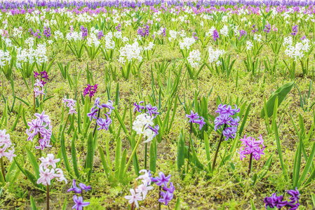 紫色风信子花