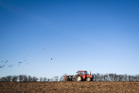 拖拉机驾驶在一个农田与犁和鸟类正在寻找食物在耕地