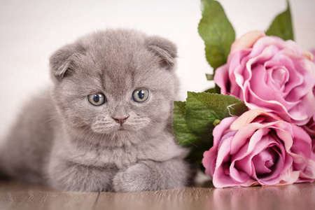 猫与玫瑰花束的背景