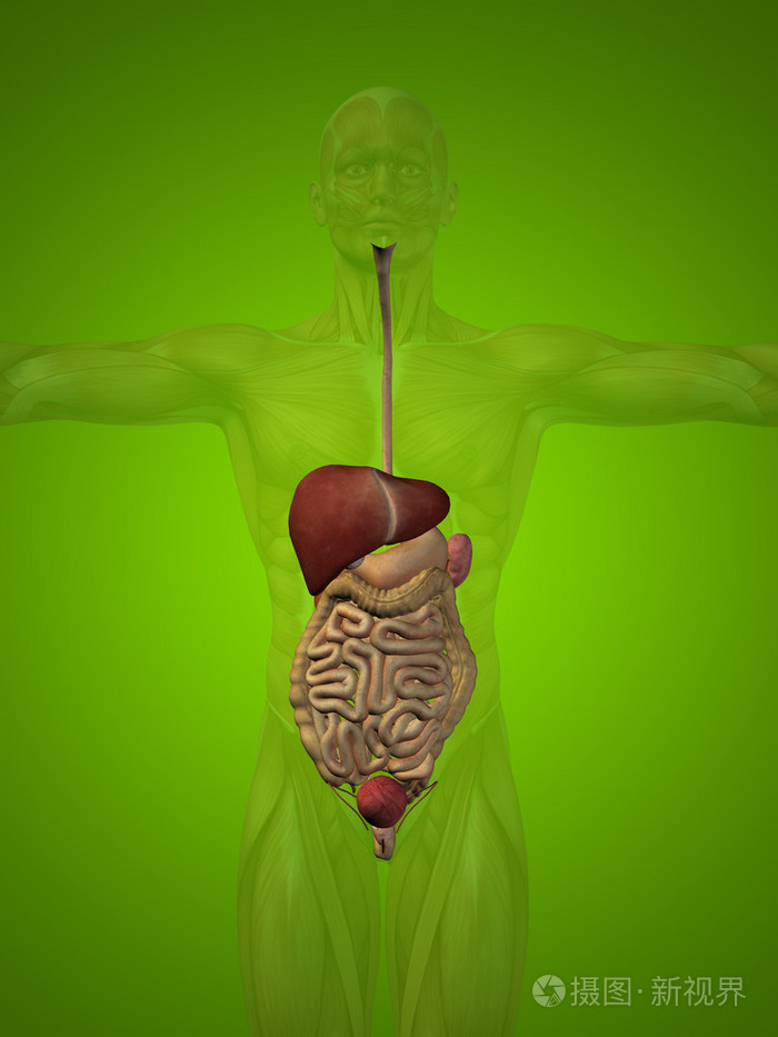 概念或概念解剖人或人 3d 消化系统绿色背景