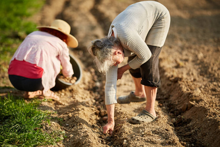 母亲和女儿农民在花园里种植马铃薯