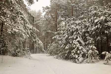 白俄罗斯, 格罗德诺, Molochnoe 湖周围的雪仙子森林