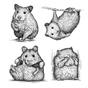 绘图的仓鼠图片-绘图的仓鼠素材-绘图的仓鼠插画-摄图新视界