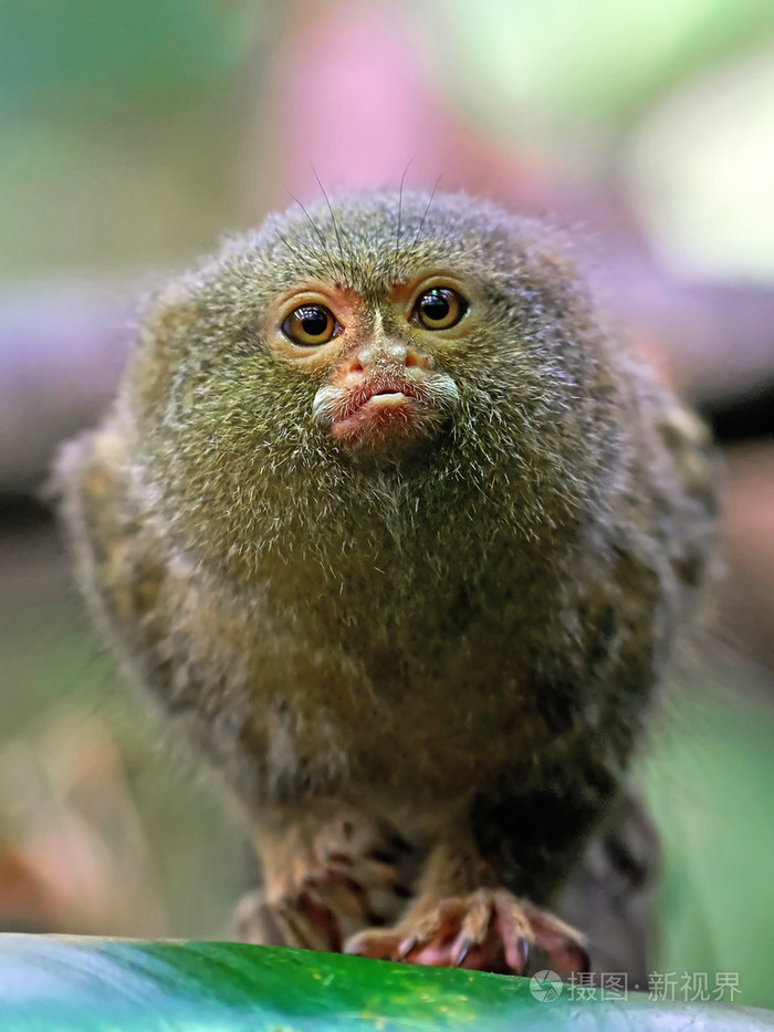 pygmy marmoset(cebuella pygmaea)