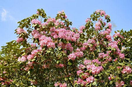 杜鹃花圣诞