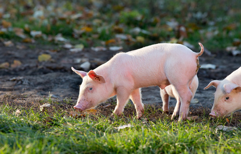 猪在直升机图片
