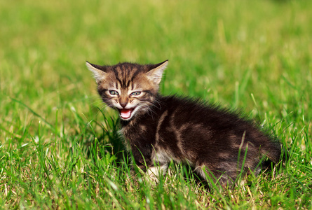 条纹的猫在草地上玩耍