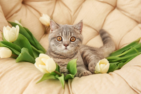 可爱的猫咪与白色郁金香