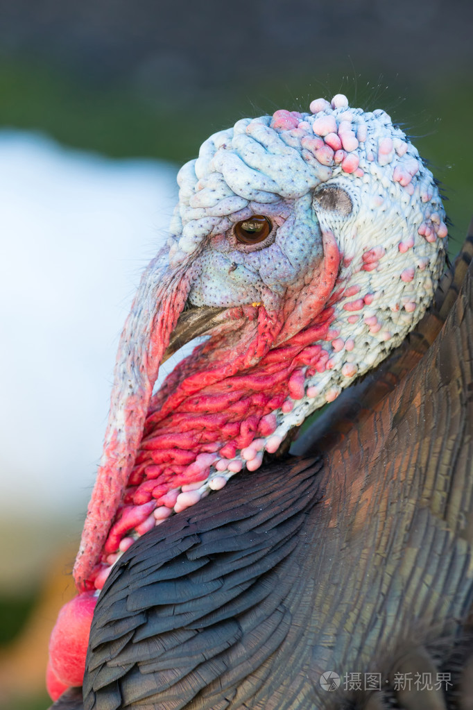 土耳其肖像关闭