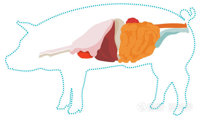 驴的消化系统示意图图片