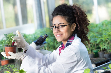 生物学家浇注化学品与芽菜煲