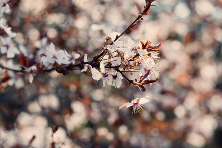 春天樱花花。树上的春天白花