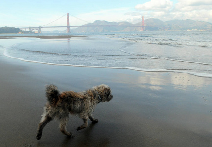 狗和金门大桥，旧金山