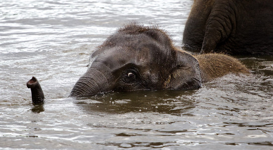 可爱的年轻大象游泳