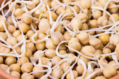 芽鸡豌豆-全帧照片