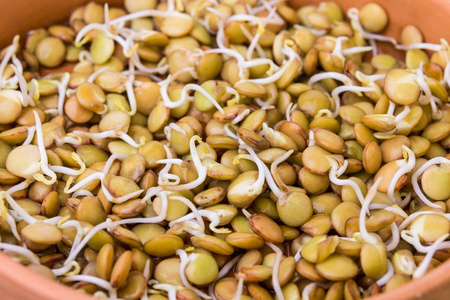 扁豆的种子图片