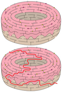 圆环迷宫