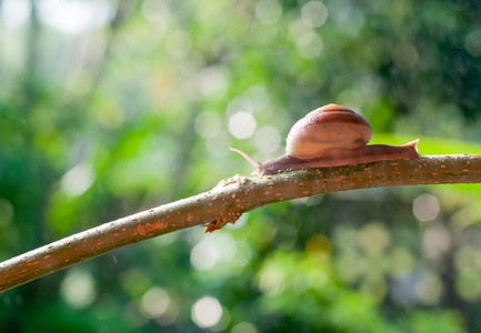 蜗牛在早上下雨在自然植物的树枝上