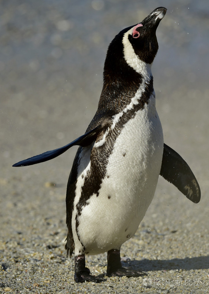 非洲企鹅spheniscusdemersus在巨石殖民地南非