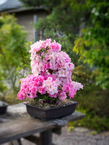 美丽的杜鹃花花在花盆里