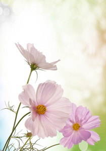 春天的浅粉色的花朵