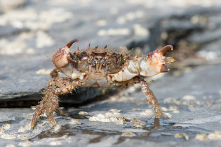 刚毛 Xanthid 蟹 Pilumnus hirtellus刚毛 Xanthid 蟹在藤壶镶嵌岩石上