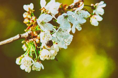 樱花樱桃树上的蜜蜂白色花朵盛开春天维尔纽斯