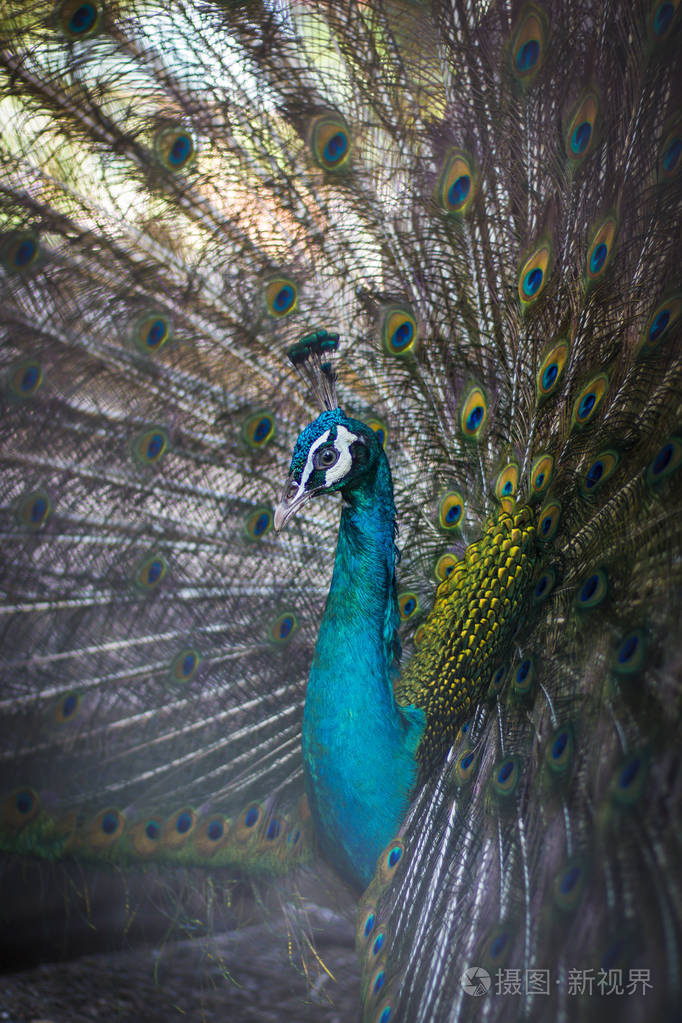 孔雀展现它的尾羽