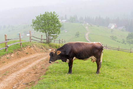 在雨季的乡村牧场上的奶牛牧场。动物