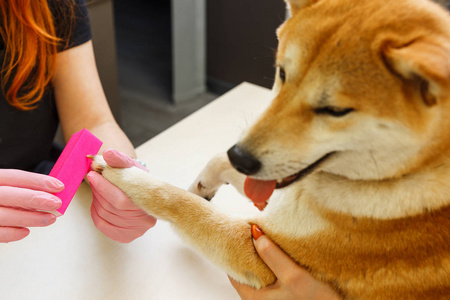 一名美容师对待芝犬狗指甲