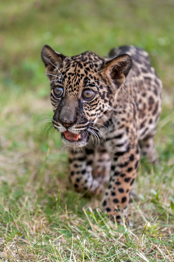 幼豹 虎美洲虎 猫科动物家族小野猫在公园散步照片 正版商用图片0ncuoo 摄图新视界